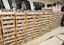 Balıkçı Bir Gecede 15 ton Sardalya Avladı 