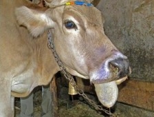 Hayvan Giriş Çıkışı Yasaklandı