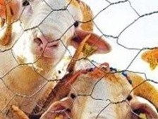 ŞAP HASTALIĞI HAYVAN PAZARINI KAPATTI