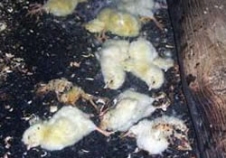 16 Bin Civciv Telef Oldu