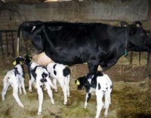 Hayvancılık Destek Kredisi 440 Milyon TL Arttı