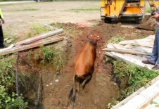 Akyazı'da Fosseptik Çukuruna Düşen İnek İtfaiye Tarafından Kurtarıldı