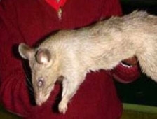 Dev fareler bebekleri yedi!