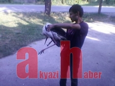 Bacağı kopan leyleğin şansı!