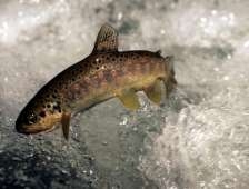 100 Bin Kırmızı Benekli Bırakıldı