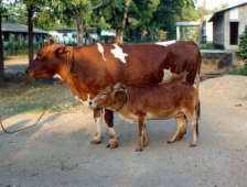 İnek Hırsızları Yine Akyazı'ya Dadandı