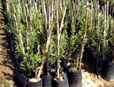 Sakarya'da Üretip, Lüleburgaz'da Satıyor