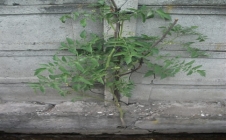 Küçücek'te Beton Duvarında Domates Yetişti