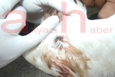 YARALI LEYLEĞE  İTFAİYE ERLERİ SAHİP ÇIKTI