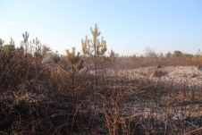 Küçücek'de Orman Yangını