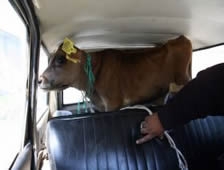 Buzağıların Otomobil Keyfi