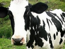 Sakarya'da 8 Büyükbaş Hayvan Çalındı