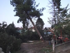 Kesilen Ağaçlar Hakkında Dernek Başkanı Açıklama Yaptı