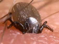 Veteriner Hekimler Odasından Kene Uyarısı 