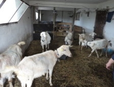 Hayvan Yetiştiricilerine Destek!