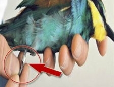 Gaziantep'i ayağa kaldıran kuş!