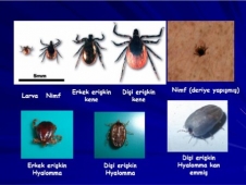 Kenelere Karşı Tarım Ve Köy İşleri Bakanlığı Uyardı