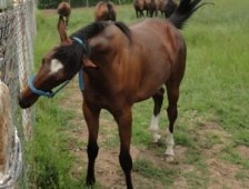 Paris İlköğretim Süt Sığırcığını Öğreniyor