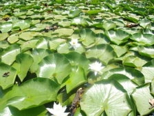 Yüzlerce Kilometre Uzaktan Görmeye Geliyorlar