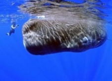 Okyanusun En Büyükleri