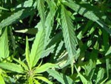 Akyazı İlçe Jandarma Boş Durmuyor