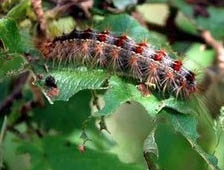 PKK'nın tırtıl fobisi