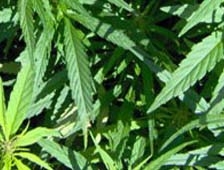 Kenevir’de Rekor Hendek’in Akyazı’ya Fark Attı