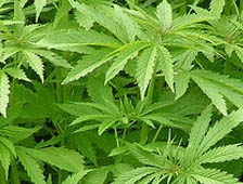 Hangi İlçede Ne kadar Kenevir Yakalandı ?