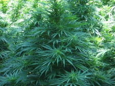 Evinde 10 Kök Hint Keneviri İle Yakalandı