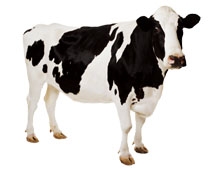 Sakarya'da Şap Hastalığıyla Mücadele