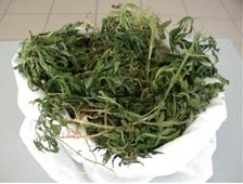 Kurutulmaya Bırakılmış 160 Kök Hint Keneviri Ele Geçirildi