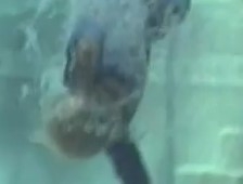 Doğuştan Yüzücü BEBEKLER 