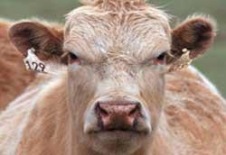 Bir İnek, Beş Yaralı