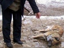 Bahçeye Giren Komşusunun köpeğini vurdu