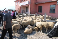 Hayvan Pazarında Hareketlilik Başladı!
