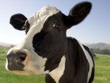 Kurbanlık Nereden Alırım Nerede Keserim Diye Düşünmeyin