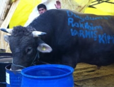 Kurbanlıkların kralı araba fiyatına gitti