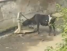 Dünyanın En Akıllı İneği