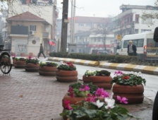 Akyazı Kışın Çiçek Açtı