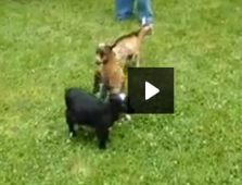 Enerji Patlaması Yaşayan Çılgın Keçi!