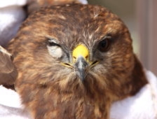 Yol Kenarında Yaralı Bulduğu Şahin’i Yetkililere Teslim Etti