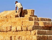 Saman ve kaba yem fiyatı her yerde aynı olacak
