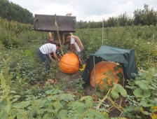 Dev Kabaklar İş Makinesi İle Kaldırıldı