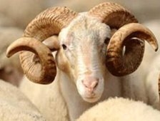 Bayramda Kaç Gün Tatil Olacak ?