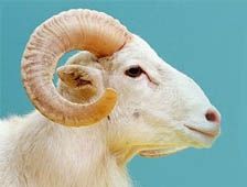 Kurbanlık Küçükbaş Hayvan