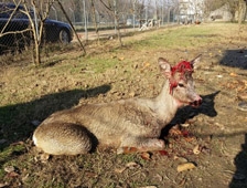 Yaralanan Karaca Yetkililere Teslim Edildi