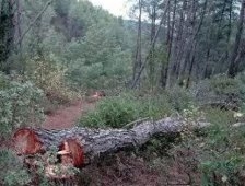 Kestiği Ağacın Altında Kalmıştı Hayatını Kaybetti