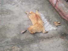 Kediyi zehirleyerek öldürdüler