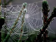 Örümcek Ağının Sırrı Çözüldü