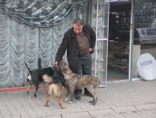 Köpeklerin Dostluğu Kendilerini Besleyen Adamı Unutmadılar